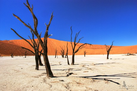 Deadvlei  pan