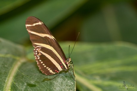 Heliconius   charithonia