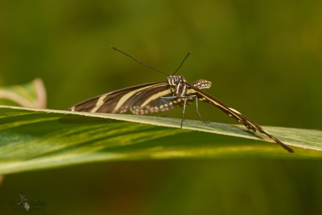 Heliconius  charithonia