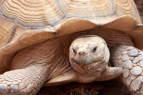 Želva ostruhatá (Centrochelys sulcata)