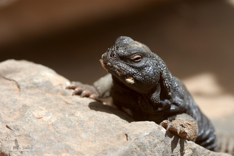 Trnorep súdánský (Uromastyx dispar)