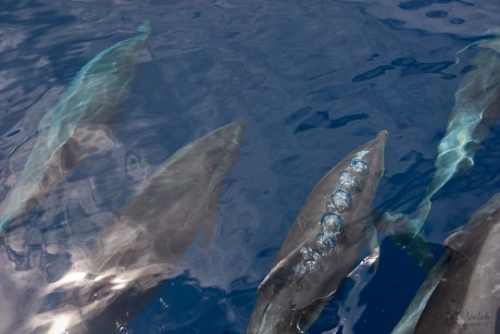 Delfín skákavý   (Tursiops truncatus)