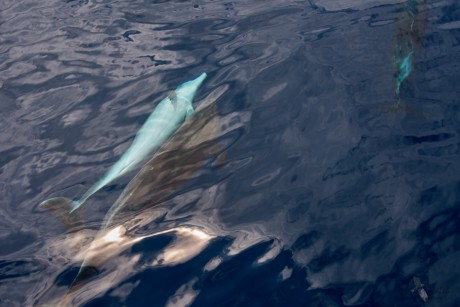 Delfín skákavý  (Tursiops truncatus)