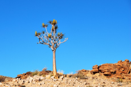 Aloe rozsochatá   (Aloidendron dichotomum)