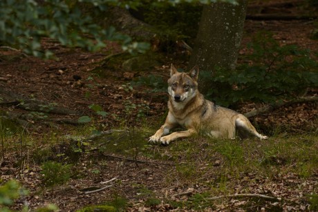 Vlk obecný   (Canis lupus)