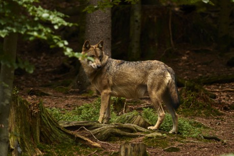 Vlk obecný (Canis lupus)