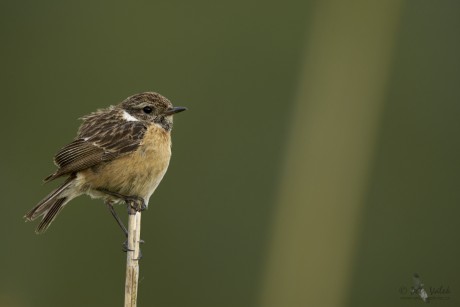 Bramborníček černohlavý  (Saxicola rubicola)