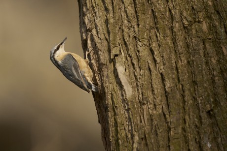 Brhlík lesní (Sitta europaea)