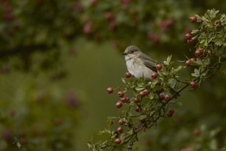 Lejsek šedý  (Muscicapa striata)