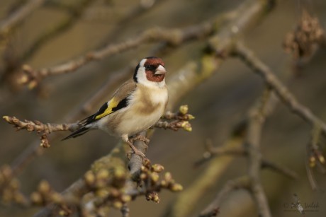 Stehlík obecný (Carduelis carduelis)