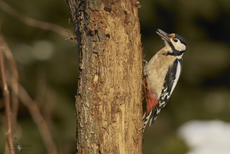 Strakapoud velký  (Dendrocopos major)