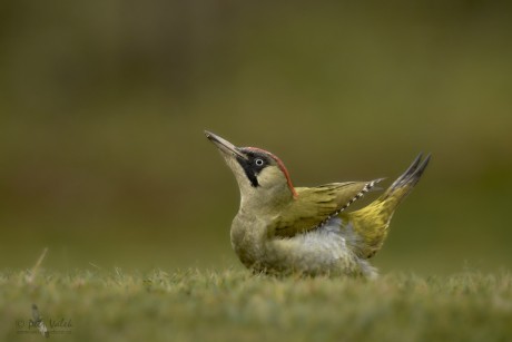 Žluna zelená (Picus viridis)