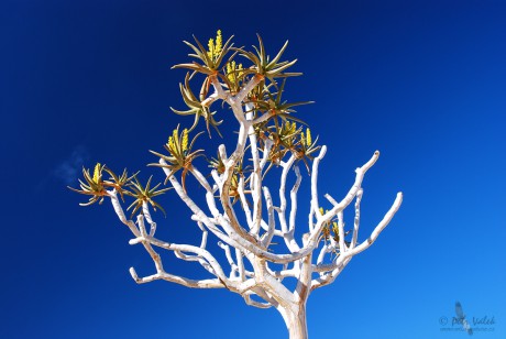 Aloe rozsochatá  (Aloidendron dichotomum)