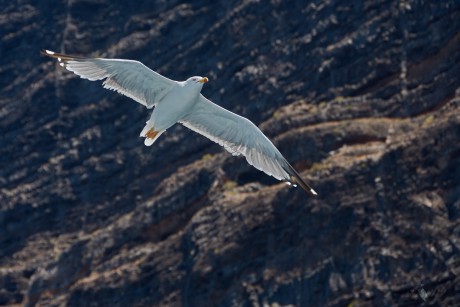 Racek středomořský (Larus michahellis)