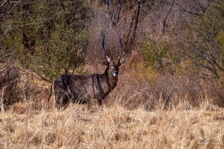 Voduška velká  (Kobus ellipsiprymnus)