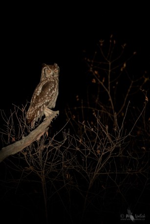 Výr africký (Bubo africanus)