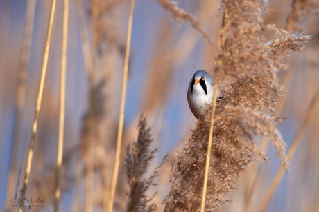 Sýkořice vousatá       (Panurus biarmicus)