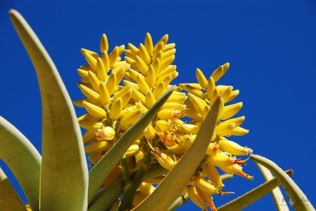 Aloe rozsochatá (Aloidendron dichotomum)