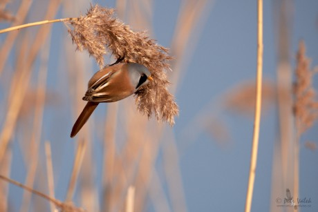 Sýkořice vousatá      (Panurus biarmicus)