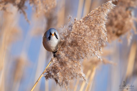 Sýkořice vousatá   (Panurus biarmicus)