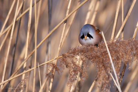 Sýkořice vousatá  (Panurus biarmicus)