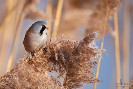 Sýkořice vousatá (Panurus biarmicus)