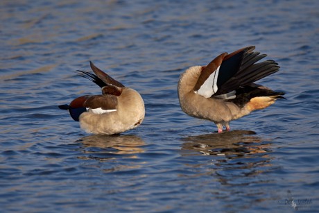 Husice nilská  (Alopochen aegyptiaca)