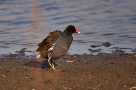 Slípka zelenonohá   (Gallinula chloropus)