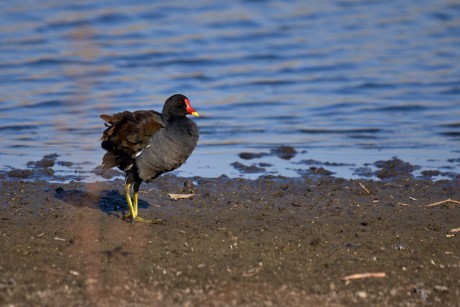 Slípka zelenonohá  (Gallinula chloropus)