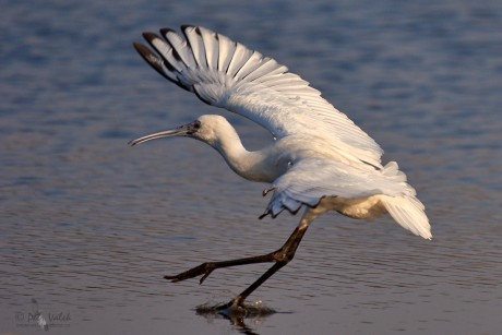 Kolpík africký (Platalea alba)