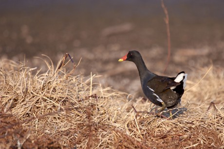 Slípka zelenonohá (Gallinula chloropus)