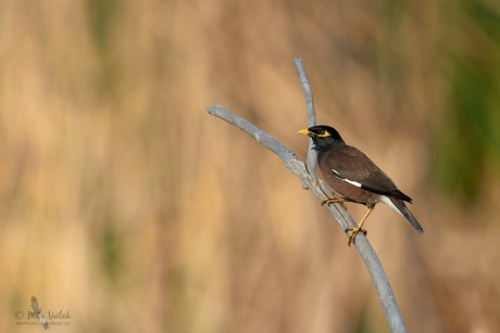 Majna obecná (Acridotheres tristis)DSC_8467