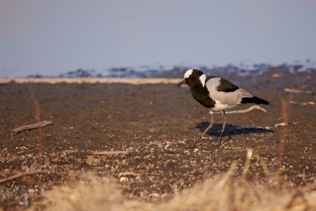 Čejka běločelá  (Vanellus armatus)