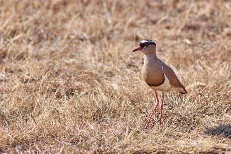 Čejka korunkatá  (Vanellus coronatus)