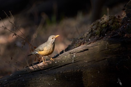 Drozd rudozobý  (Turdus libonyanus)