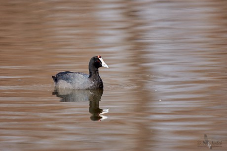 Lyska hřebenatá (Fulica cristata)