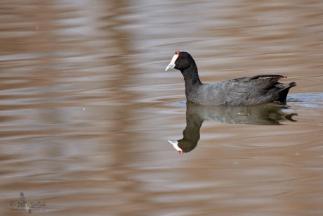 Lyska hřebenatá  (Fulica cristata)