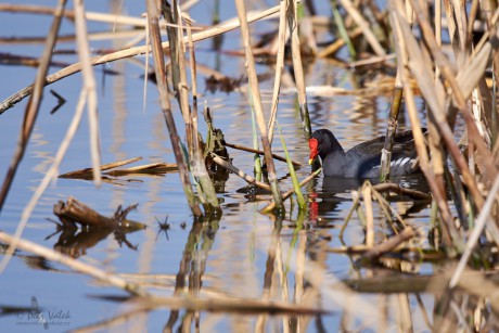 Slípka zelenonohá      (Gallinula chloropus)