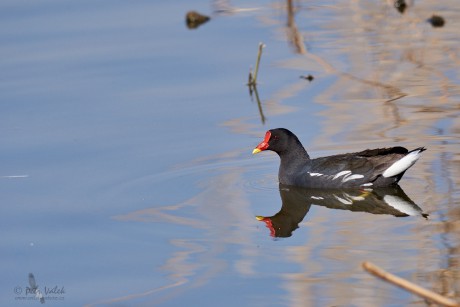 Slípka zelenonohá     (Gallinula chloropus)