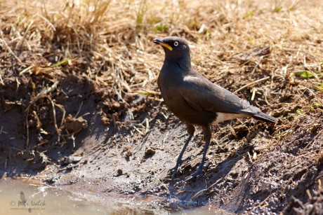 Leskoptev dvoubarvá (Lamprotornis bicolor)