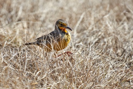 Linduškovec kapský  (Macronyx capensis)