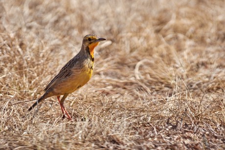 Linduškovec kapský (Macronyx capensis) 