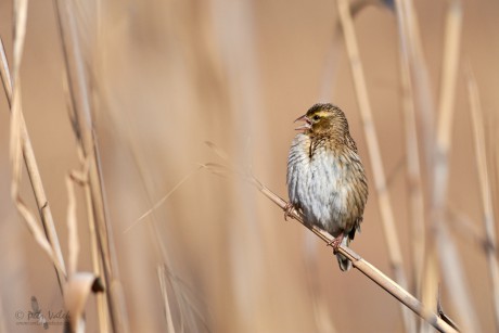 Snovač kaferský   (Euplectes orix)