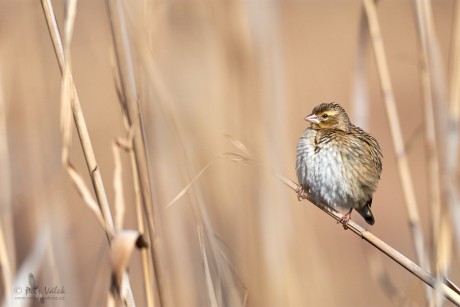 Snovač kaferský  (Euplectes orix)