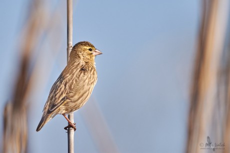 Snovač kaferský (Euplectes orix)