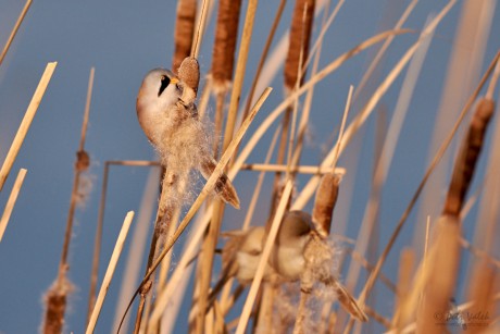 Sýkořice vousatá               (Panurus biarmicus)