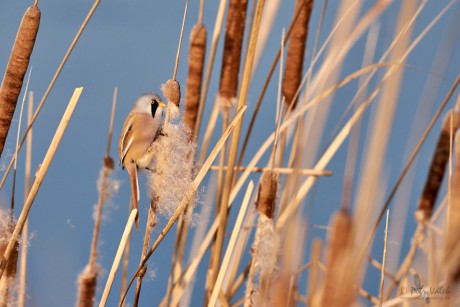 Sýkořice vousatá              (Panurus biarmicus)