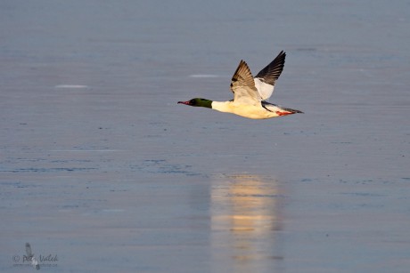 Morčák velký (Mergus merganser)