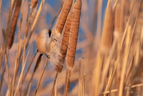 Sýkořice vousatá          (Panurus biarmicus)