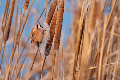 Sýkořice vousatá         (Panurus biarmicus)